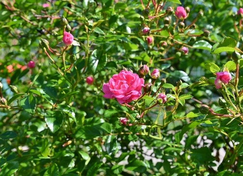 DSC_7739 (640x360)